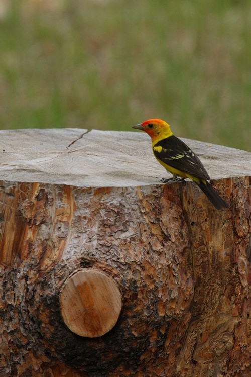 Western Tanager