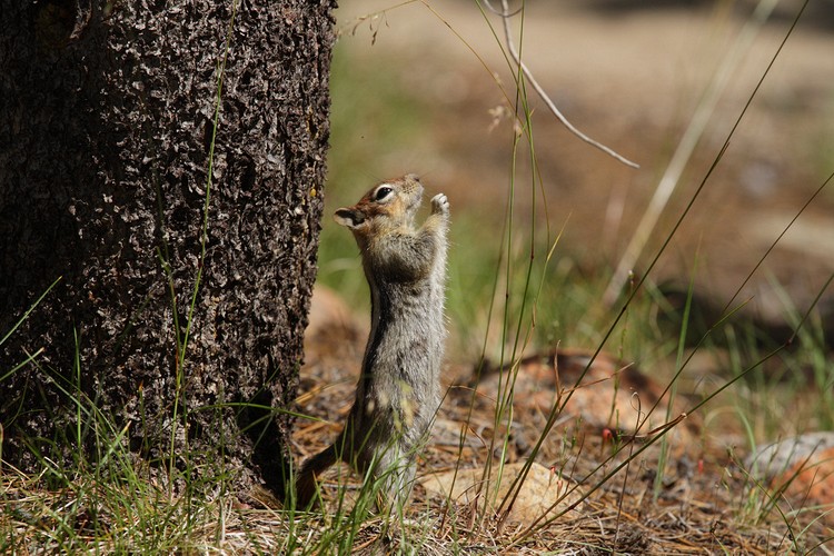 Golden-mantled Ground Squirrel (Callospermophilus lateralis)