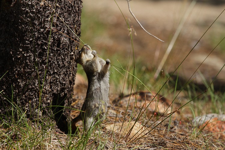 Golden-mantled Ground Squirrel (Callospermophilus lateralis)