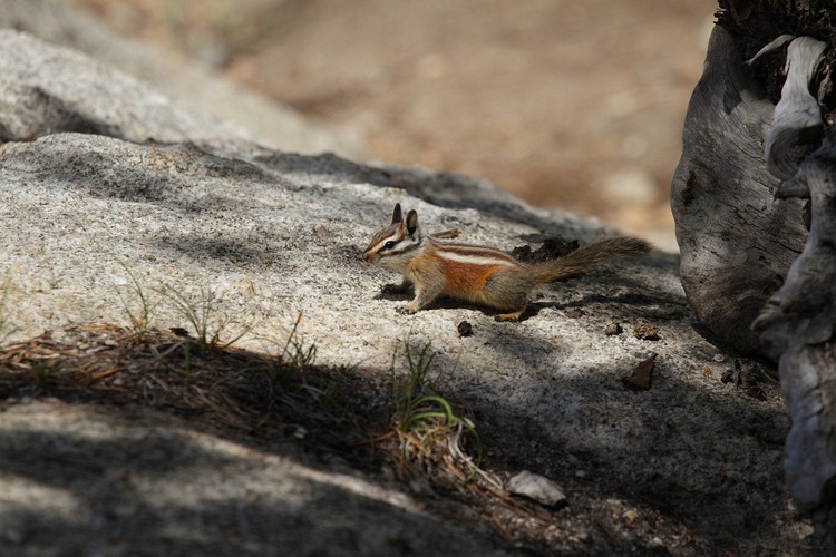 Least Chipmunk (Tamias minimus)