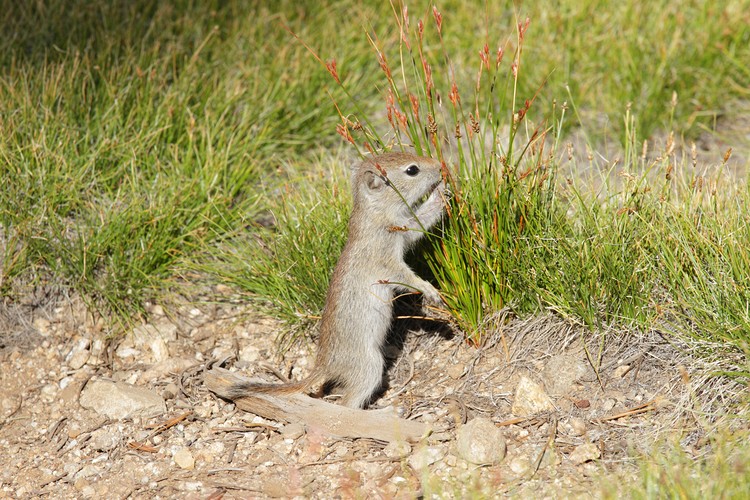 Ground squirrel