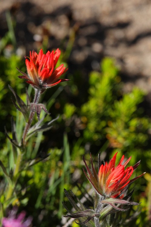 Indian Paintbrush