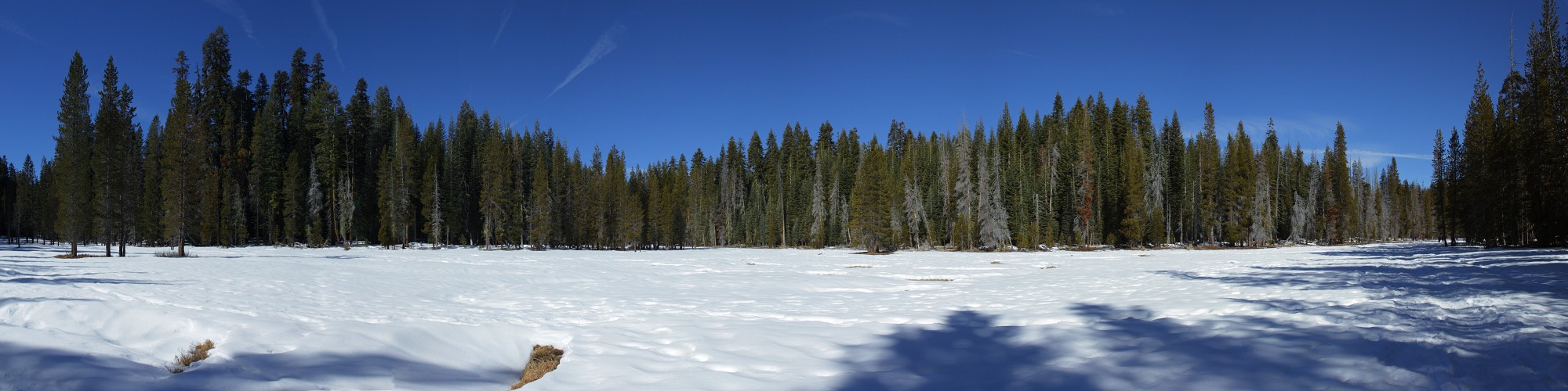 Meadow Panorama