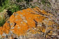 Lichen on rock