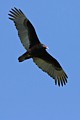 Turkey Vulture