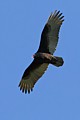 Turkey Vulture