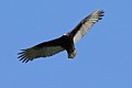 Turkey Vulture