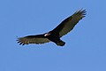 Turkey Vulture