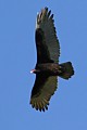 Turkey Vulture