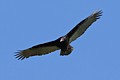 Turkey Vulture