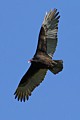 Turkey Vulture