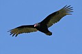 Turkey Vulture