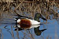 Northern Shoveler