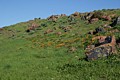 Poppies on Glider Hill