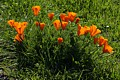 California Poppies