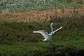 Great Egret landing