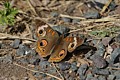 Buckeye butterfly