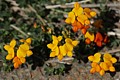 Birdsfoot trefoil