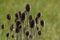 Teasels