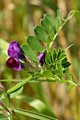 Wild pea