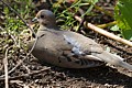 Mourning Dove