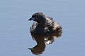 Pied-billed Grebe