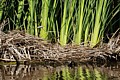 Coyote Hills Regional Park - April 18, 2015