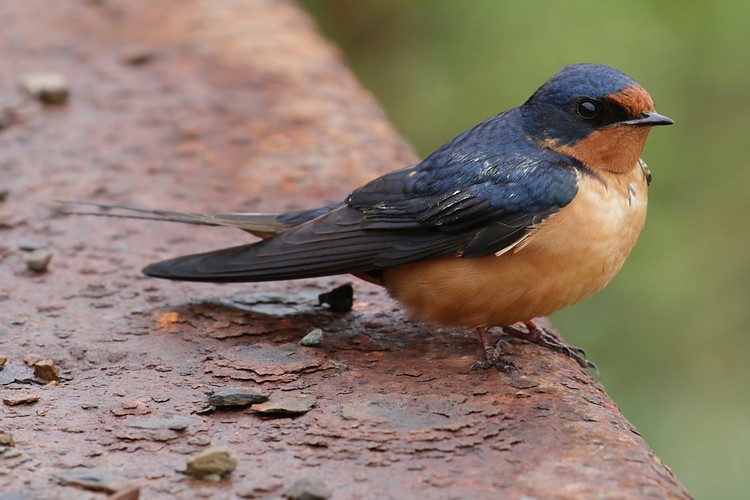 Barn Swallow