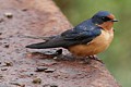 Barn Swallow