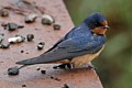 Barn Swallow