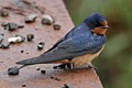 Barn Swallow