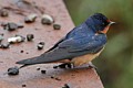 Barn Swallow