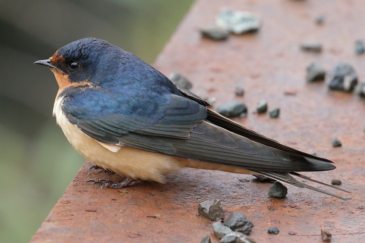 Barn Swallow