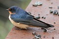 Barn Swallow