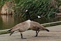 Canada Geese mating pair