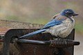 Scrub Jay