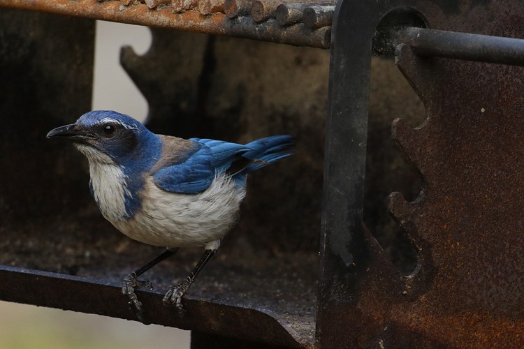 Scrub Jay