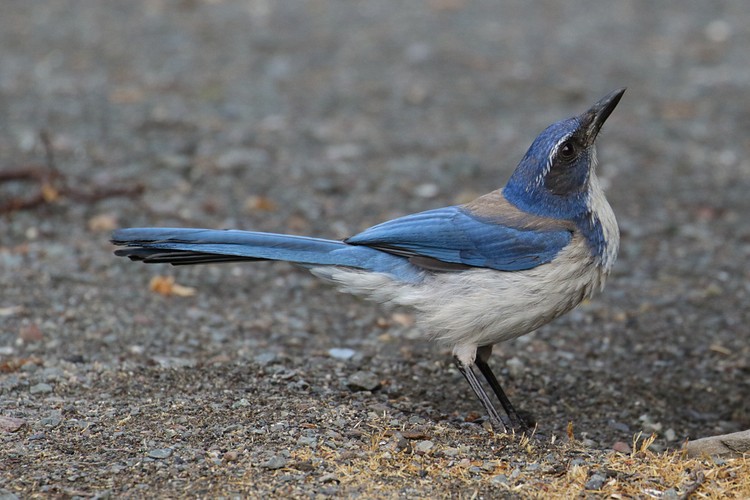 Scrub Jay