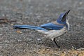 Scrub Jay