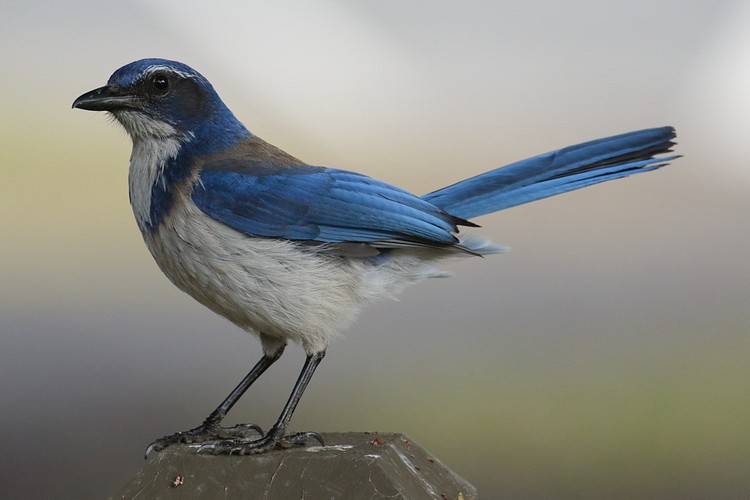 Scrub Jay