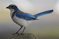 Scrub Jay