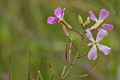 Wild Radish