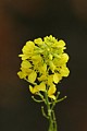 Field Mustard