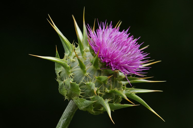 Venus Thistle