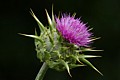 Venus Thistle