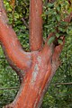 Madrone