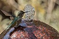 Annas Hummingbird bathing