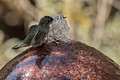 Annas Hummingbird bathing