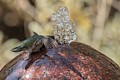 Annas Hummingbird bathing