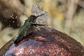 Annas Hummingbird bathing